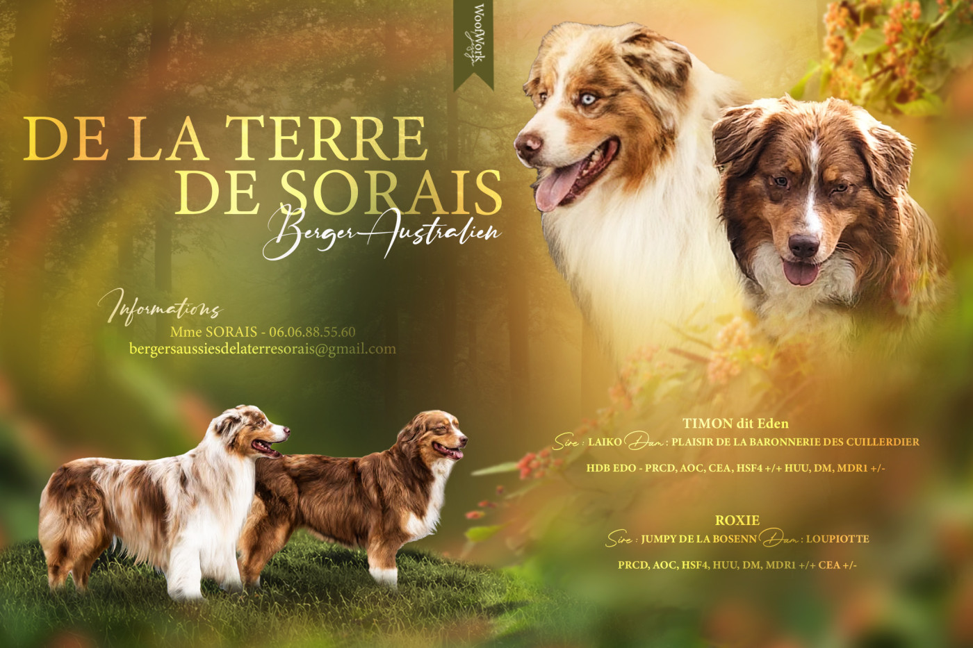 Chiot Berger Australien De La Terre De Sorais