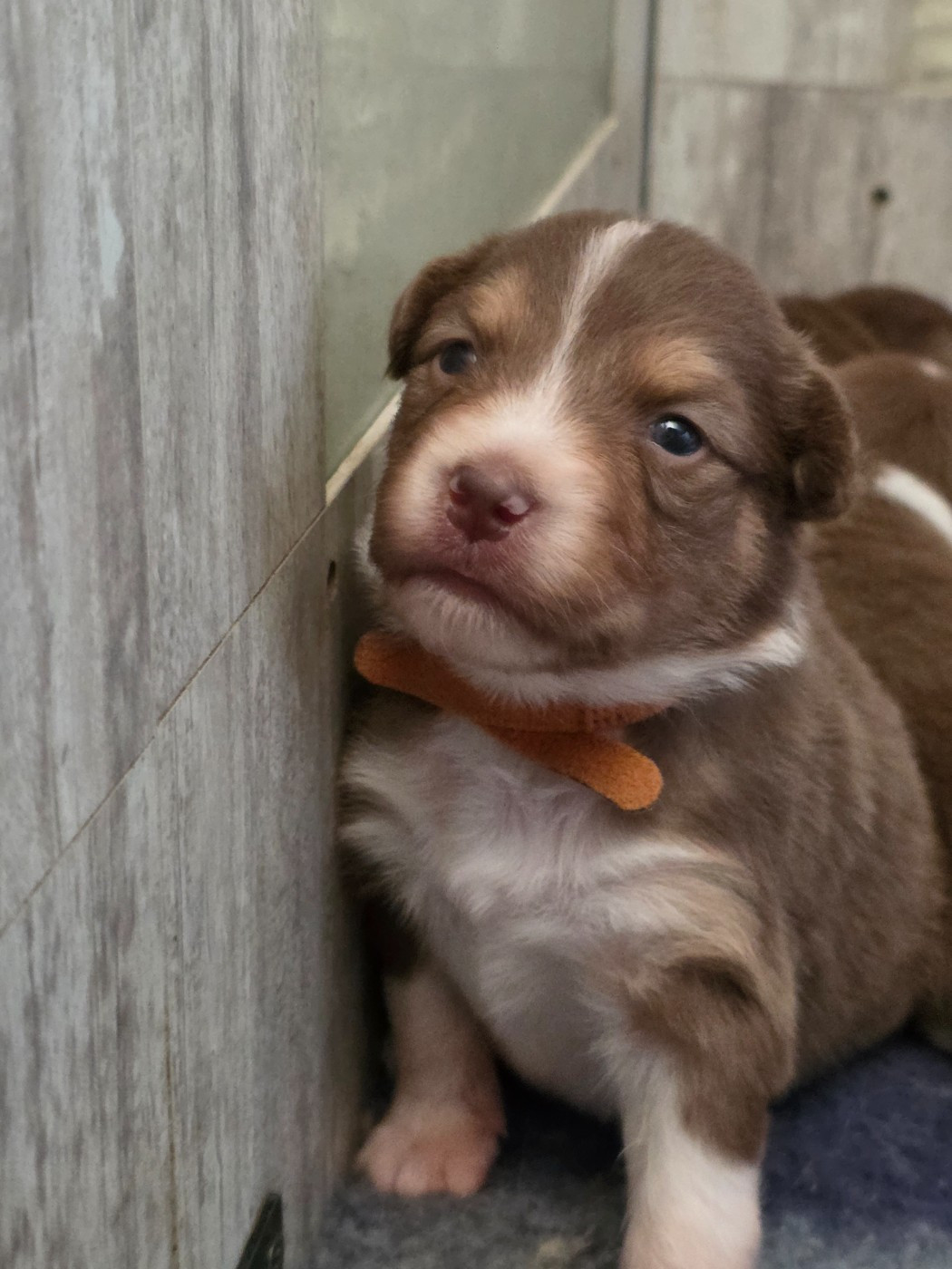 De La Terre De Sorais - Chiots disponibles - Berger Australien