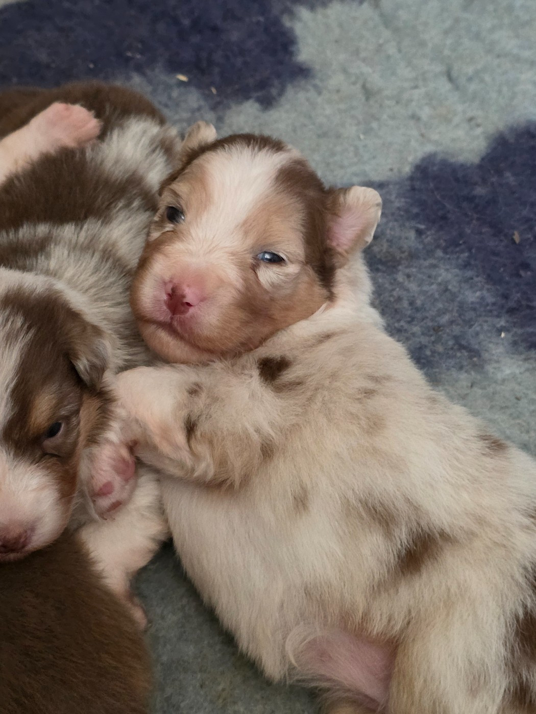 De La Terre De Sorais - Chiots disponibles - Berger Australien