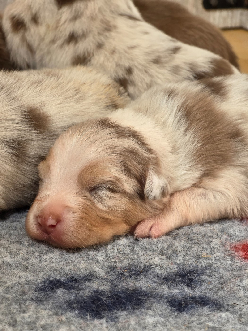 De La Terre De Sorais - Chiots disponibles - Berger Australien