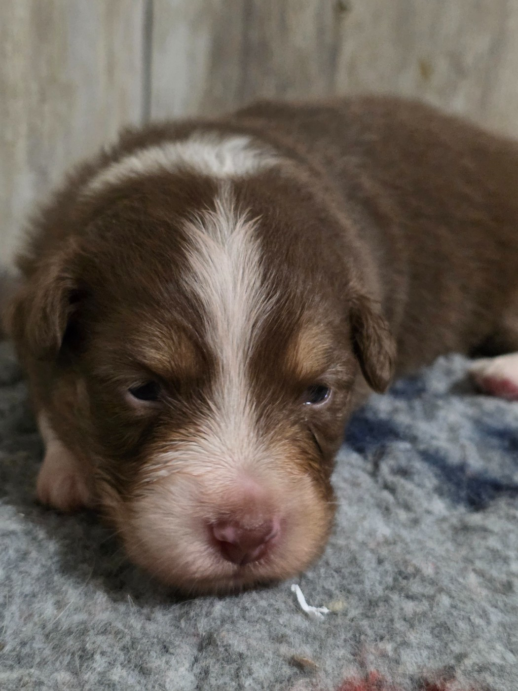 De La Terre De Sorais - Chiots disponibles - Berger Australien