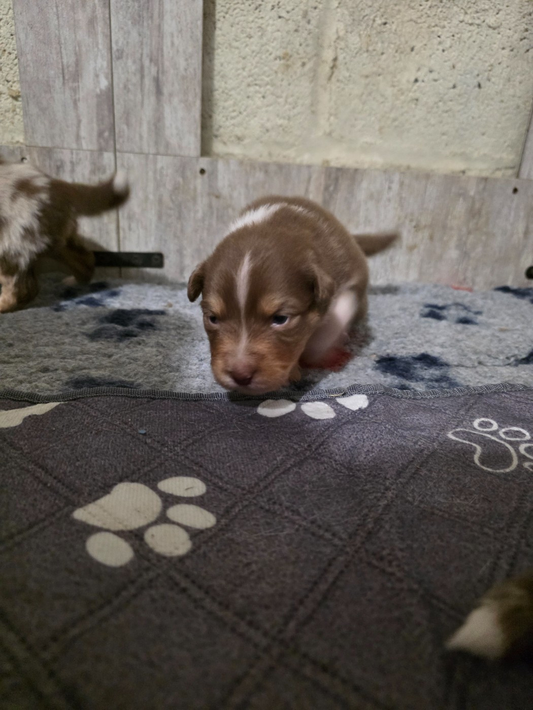 De La Terre De Sorais - Chiots disponibles - Berger Australien