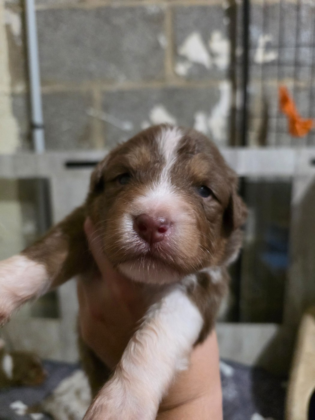 De La Terre De Sorais - Chiots disponibles - Berger Australien