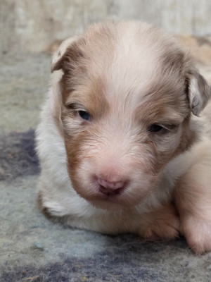 Chiot N°5